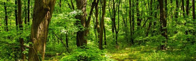 Priča Vuka Draškovića: Susret u Košutnjaku jednog siromaha i jednog „izdajnika“