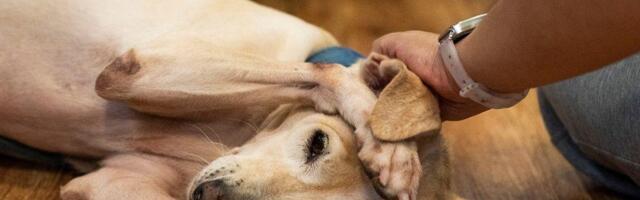 Uspavljivanje kućnih ljubimaca: 'Kao kad izgubiš nekog bliskog'