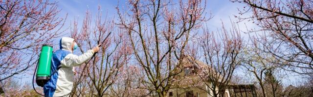 Sada je pravi trenutak: Evo šta treba da uradite u voćnjaku da biste sprečili bolesti i štetočine