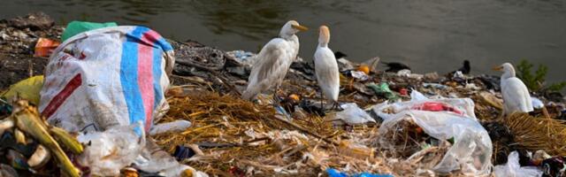 ALARM Na rekama Srbije krivolov, otrovi i tone otpada - ptice nestaju!
