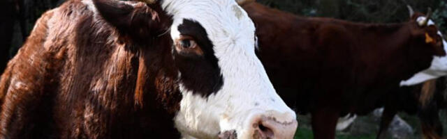 Краве препознају лица и повезују глас са одговарајућим лицем