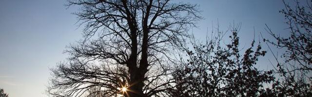 Mystery of the Dragacevo village of Tijanje: Many think that the oak in the "dry spa" is healing