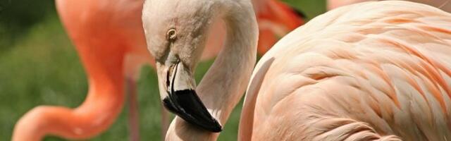 Naučnici otkrili kako flamingosi zapravo love plen