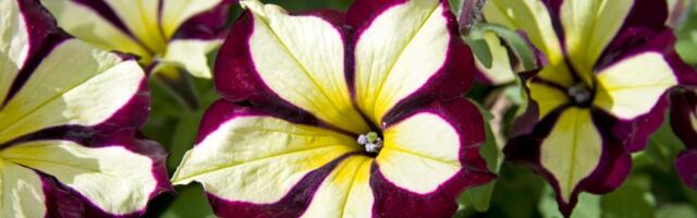 Napravite od bašte najlepši raj: 7 najboljih cvetova za uzgoj iz semena!