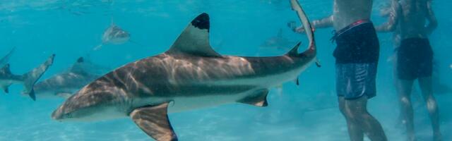 Evo kako da preživite napad ajkule! Dovoljan je ovaj 1 potez, odmah će da se okrenu od vas i odu