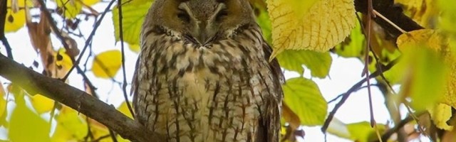 Sovin vid noću vekovima budi razne maštarije