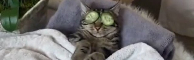 OVO MORATE DA VIDITE! Mačka stavila krastavce na oči, a kada su joj prekinuli opuštanje... /VIDEO/