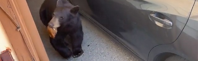 Crni medved u garaži: "Poslužio se", pa produžio (VIDEO)
