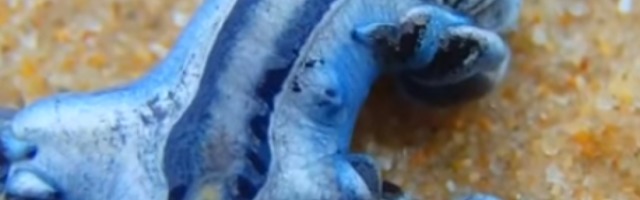 U Teksasu se pojavili sićušni plavi zmajevi koji mogu biti vrlo opasni (VIDEO)