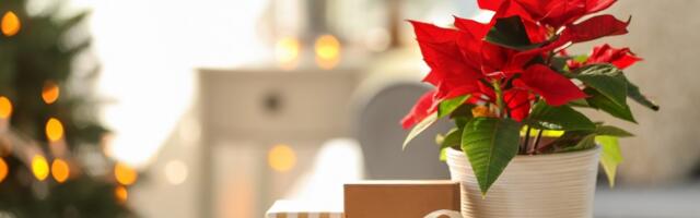 U decembru je baš ovo najtraženija biljka u Srbiji, ali OPREZ: Može biti opasna u jednoj situaciji