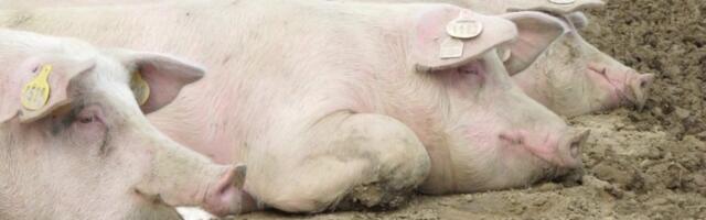 Afrička kuga stigla i ovde: Uprava za veterinu hitno reagovala
