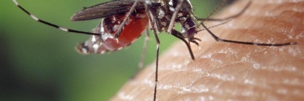 Razlozi zbog kojih su pojedini ljudi slađi komarcima od drugih