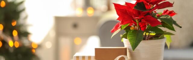 Ovaj CVET je simbol bogatstva, uspeha i sreće, a krije i predivnu LEGENDU (FOTO)