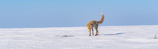 DRSKI LOPOV U AKCIJI Ribari nisu mogli da veruju ko pokušava da im UKRADE ULOV, urnebesan snimak!