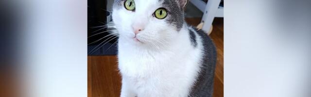 Četvorogodišnji Cicko, sterilisan i čipovan mačak iz Beograda, hitno traži novi dom zbog alergije u porodici