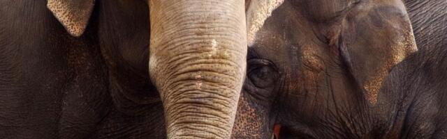 Milionera pregazilo krdo slonova dok je lovio antilope