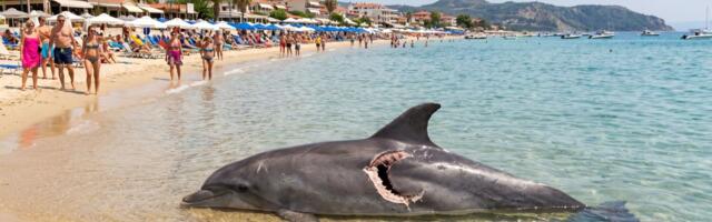 Strašan prizor na plaži u Haniotiju: More izbacilo leš delfina sa jezivim ugrizima, turisti u strahu od ajkula