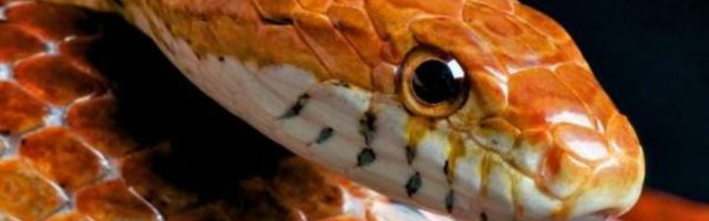 5 vrsta zmija koje možete držati kao kućne ljubimce