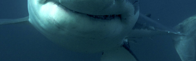 Njenom mužu pao mrak na oči, napao najvećeg predatora okeana, evo kako se završilo!