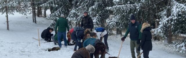 Da i dalje raste zlatni bor (VIDEO)