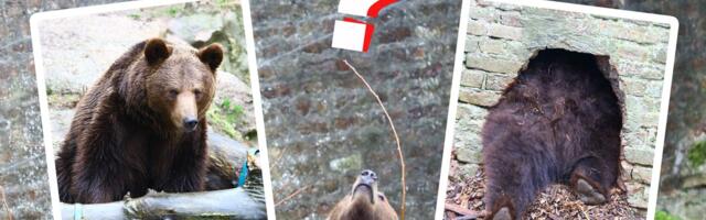 O, ne! Videli smo mečku kako se vraća u jazbinu: Da li se uplašila senke i hoće li zima trajati još 6 nedelja?