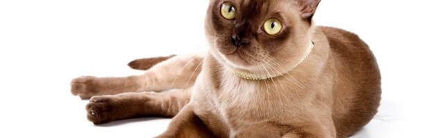 Njeno drugo ime je "cigla umotana u svilu": Vlasnici burmanske mačke kažu da njena sreća zavisi samo od OVOGA