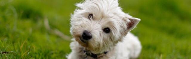 Mali ili veliki pas? Kako odabrati idealnog krznenog prijatelja