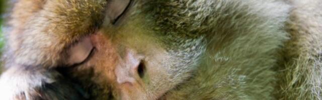 „Ukinite pomeranje sata“: sve više ljudi potpisuje peticiju zbog uticaja na zdravlje