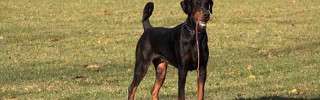 HOROR U BOLJEVCIMA: Dobermani izujedali ženu