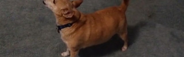 Pucao u psa dok ga je šetala vlasnica?!