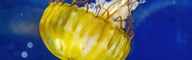 Najezda meduza na Jadranu: Vladari toplih voda