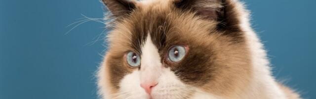 Mačka maserka oduševila internet: Opsednuta jednim delom tela svoje vlasnice (VIDEO)