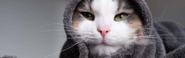 Mačka izgleda bolesno baš kad ste i vi prehlađeni: Uzrok nije vaš virus, već nešto sasvim drugo