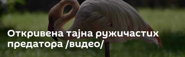 Откривена тајна ружичастих предатора /видео/