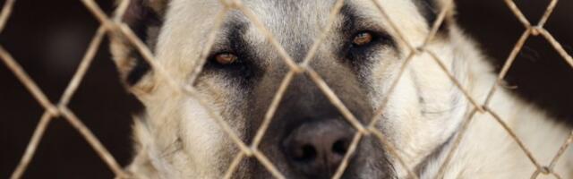 KANGAL IZUJEDAO MUŠKARCA! S teškim povredama prebačen u bolnicu!