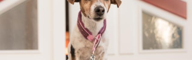 Zašto pas uvek čeka vlasnika pored vrata? Istina će vas iznenaditi