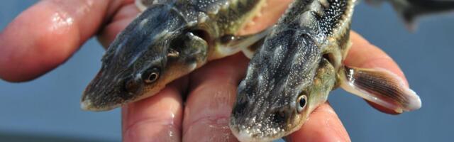 Dunavska riba na ivici izumiranja, a od nje se pravi kavijar koji košta 20.000 evra