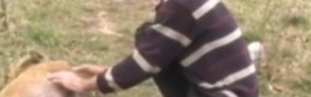 Pepa prase atrakcija u selu Maćedonac kod Medveđe (FOTO)