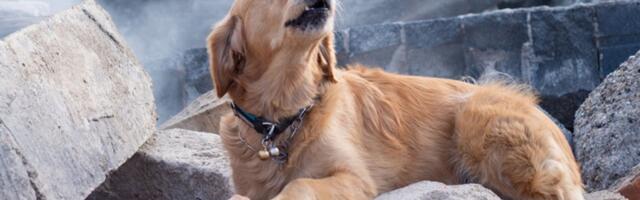 Da li psi predosećaju i upozoravaju na zemljotres?