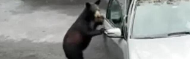 Medved najahao na kola, pa uradio nešto zbog čega su svi počeli da vrište: Ljudi nisu verovali sopstvenim očima
