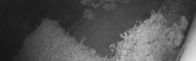 Vikendice na Avali na meti pljačkaša