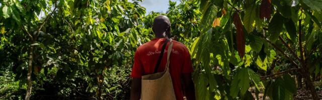 Zašto su čokolade skuplje, a afrički farmeri propadaju: Kakao kriza ostavlja tragične posledice