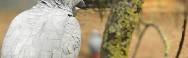 Papagaji koji psuju: Nekulturni papagaji uklonjeni iz parka