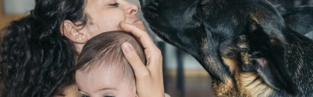 NEMAČKI OVČAR JE SVAKE VEČERI REŽAO NA BEBU, A ONDA JE ZGRABIO ZA PIDŽAMU: Majka je vrisnula, otela dete i shvatila da ne diše!