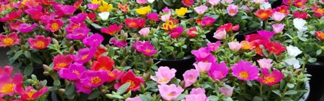 Cvet koji je simbol USPEHA u svakoj kući: Lako se gaji, a cveta kao lud sve do prve zime (FOTO)