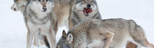 Istraživači otkrili da 64 odsto pasa ima DNK vuka