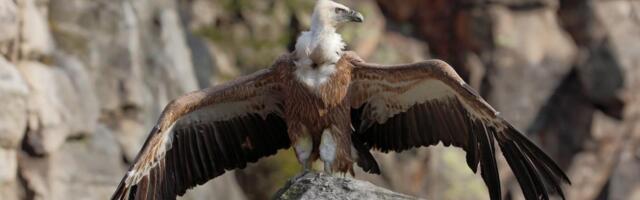 Retko viđena scena zimi: Beloglavi supovi snimljeni u Pribojskoj banji, snimak koji je oduševio mreže (VIDEO)