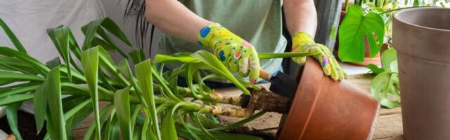 Presadite sobnu biljku hitno: Znaci koji govore da je u neadekvatnoj saksiji