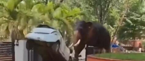 PODIVLJALI SLONOVI POBILI LJUDE: Stravični snimci se šire mrežama, životinja besni i PREVRĆE AUTOMOBIL kao igračku, jedan čovek ŽIV PREGAŽEN (VIDEO)