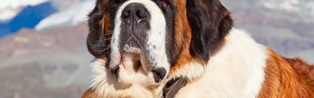 Nije odustajao od svog najboljeg prijatellja, a nakon deset dana u jezivim uslovima desio se susret koji vraća veru u ljude!